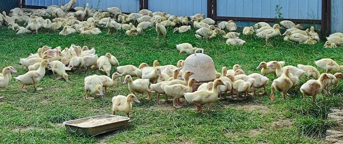 Predam 11 týždňové kačice mulard - husokačka