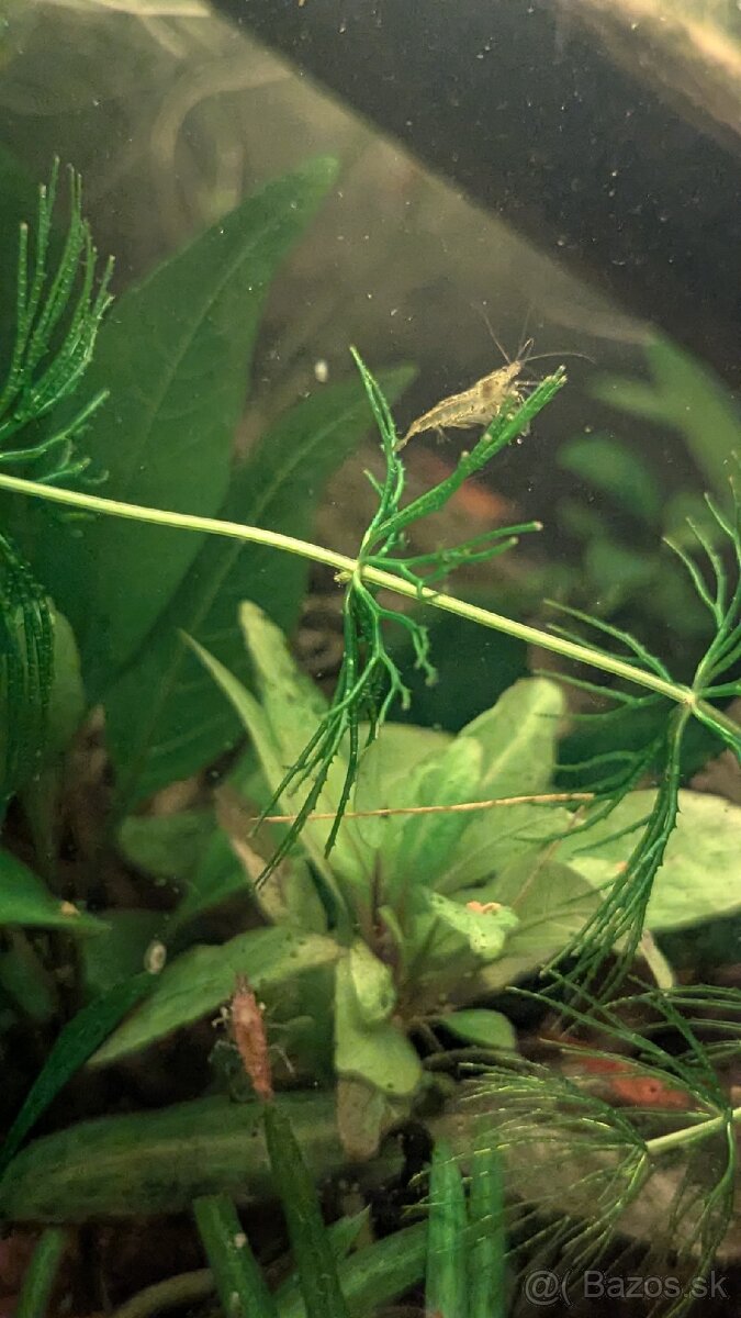 Krevetky Neocaridina Davidi mix zo selekcie