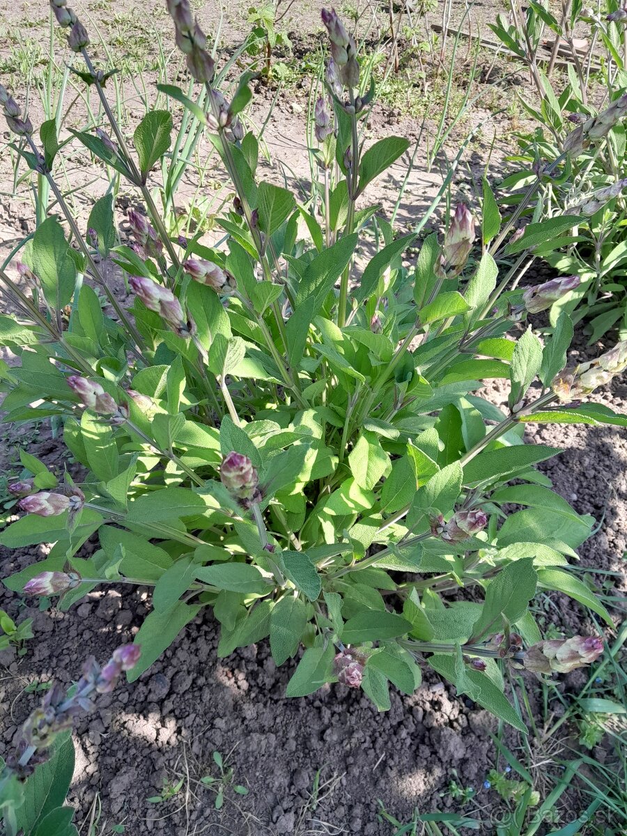 Salvia lekarska