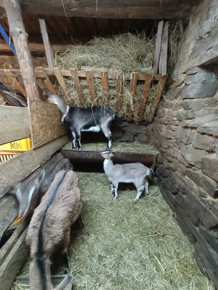 Predám kozy