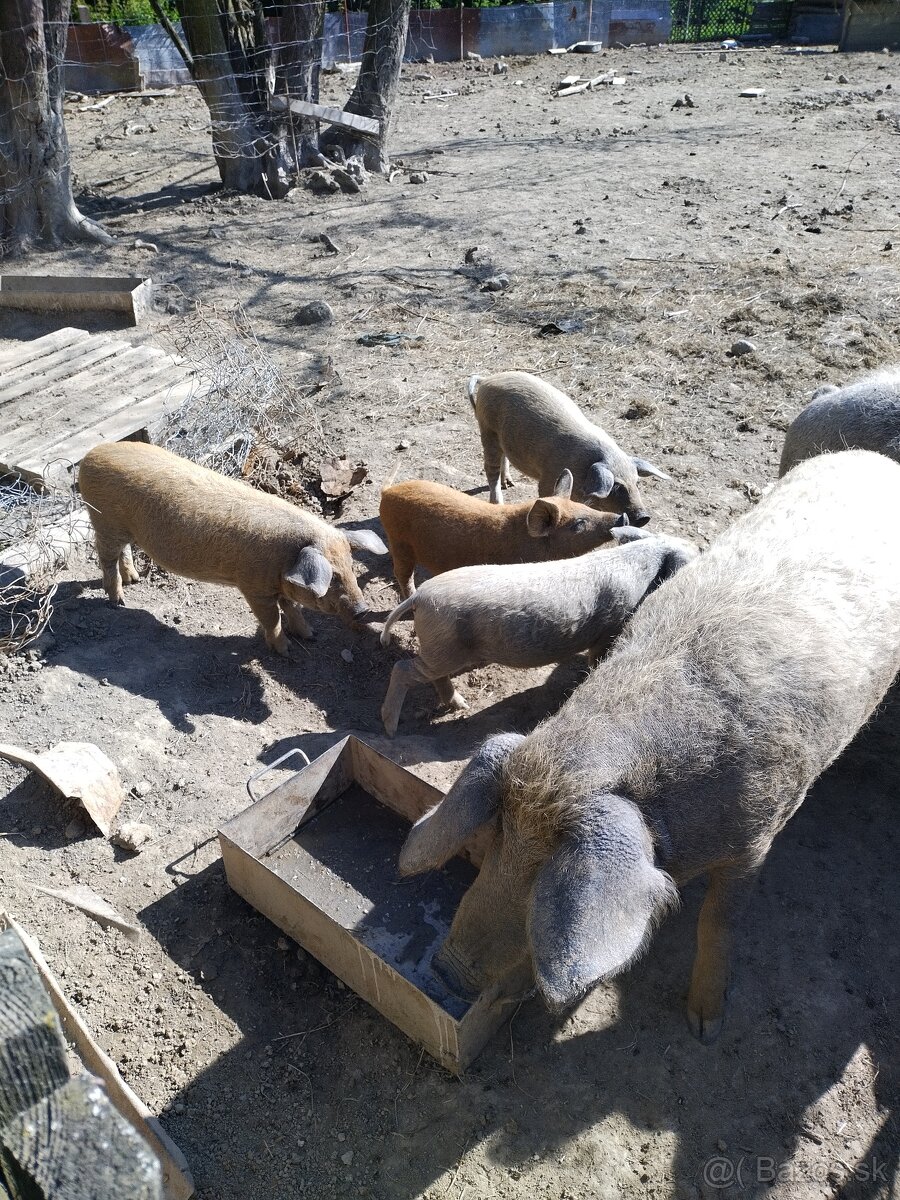 Mangalica