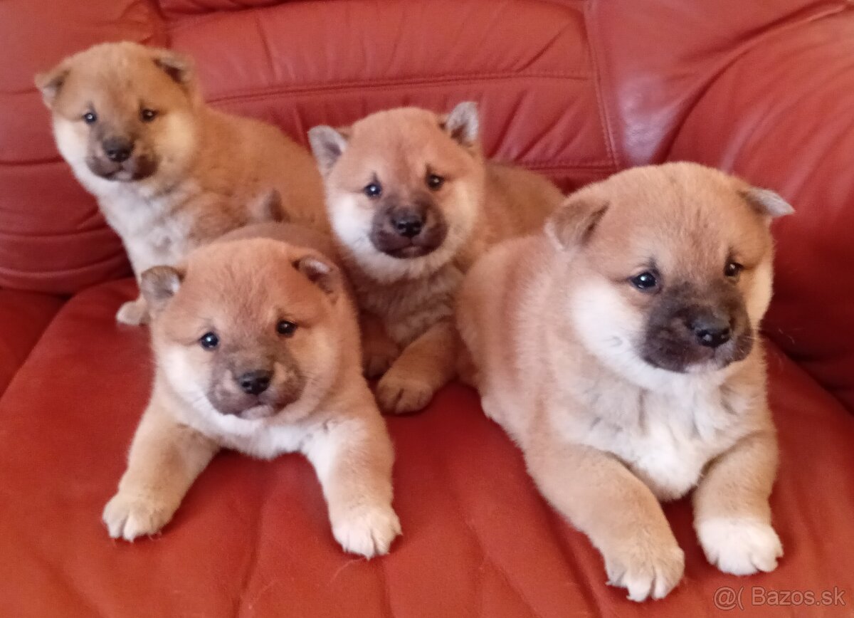 Shiba Inu