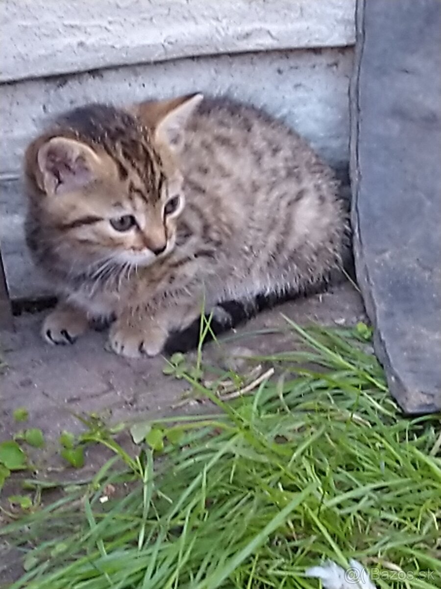 Darujeme do dobrých rúk roztomilé mačiatka