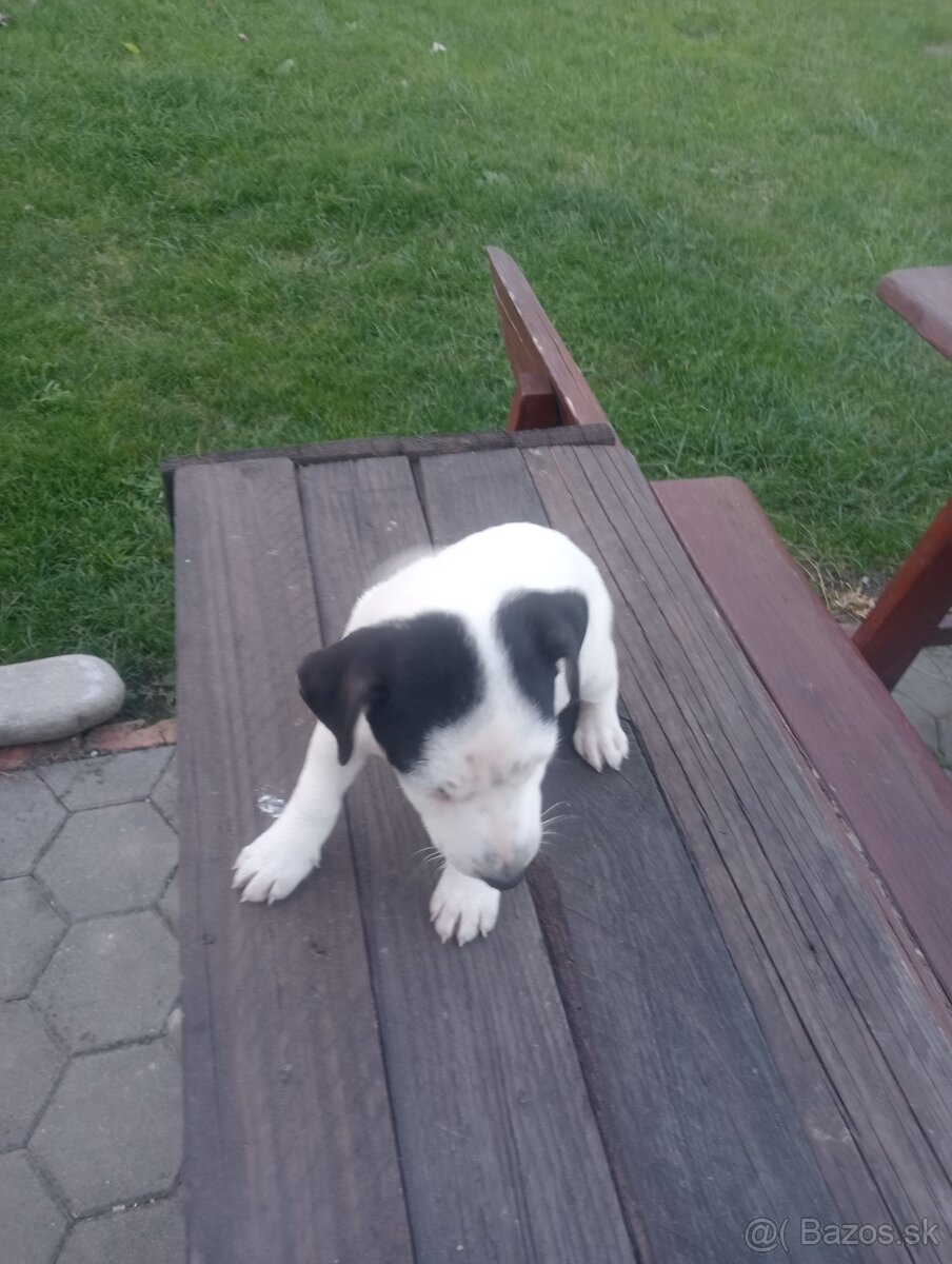 Jack