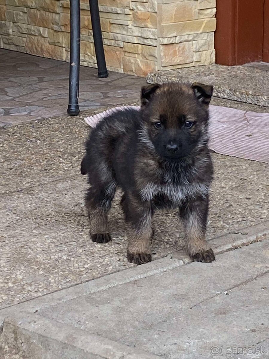 Nemecký ovčiak-šteniatka