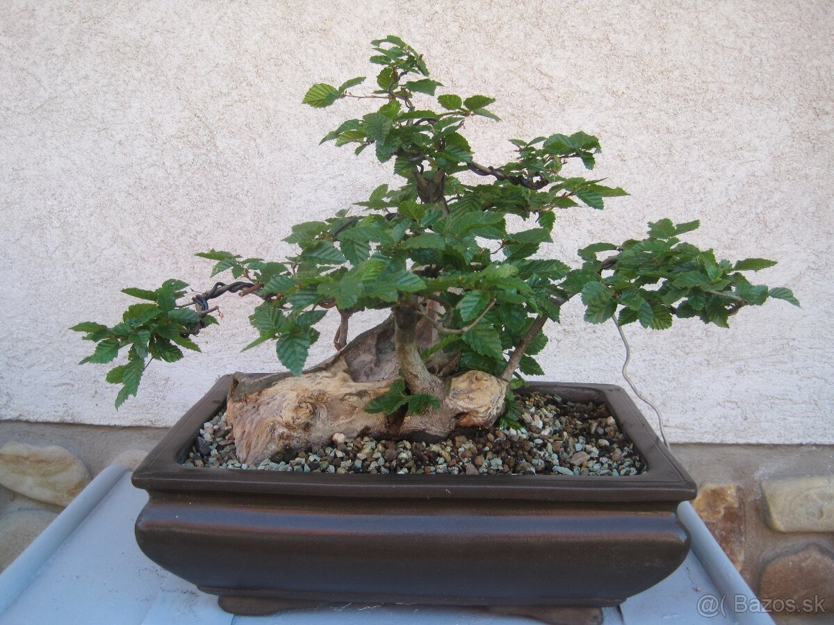 bonsai,bonsaj-hrab 1