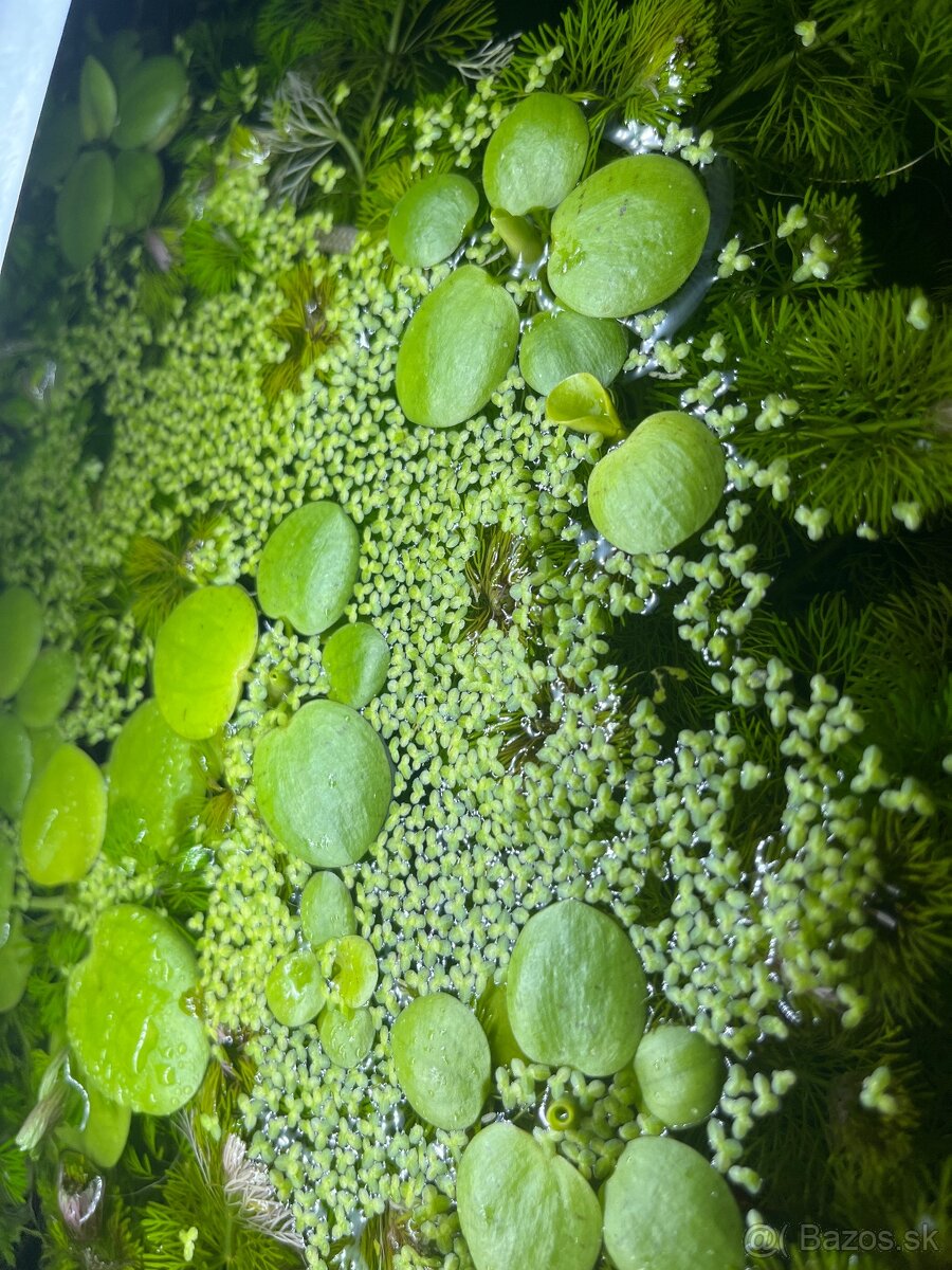 Plavajuca rastlina
