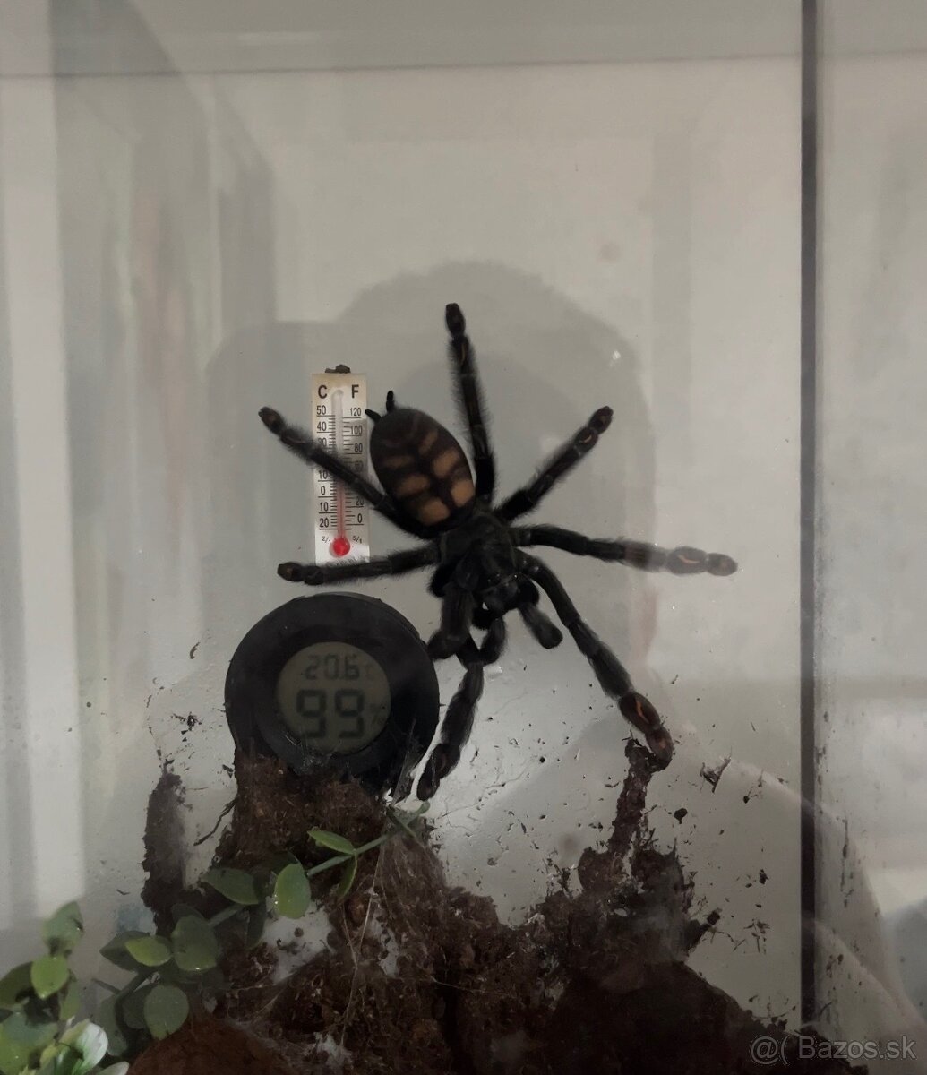 Pavúk / vtáčkar Psalmopoeus irminia