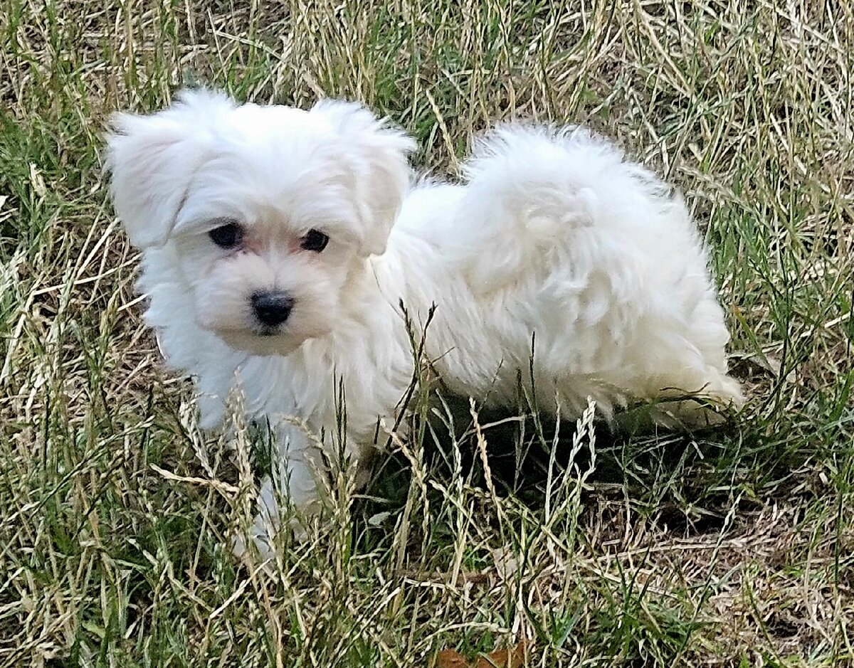 Maltezak