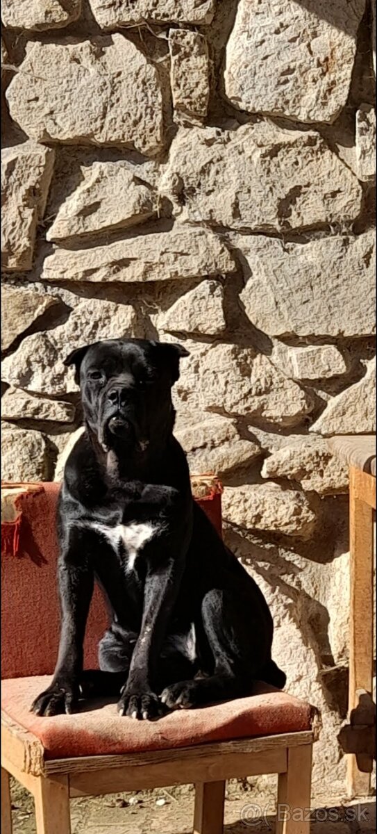 Fena cane corso darujem