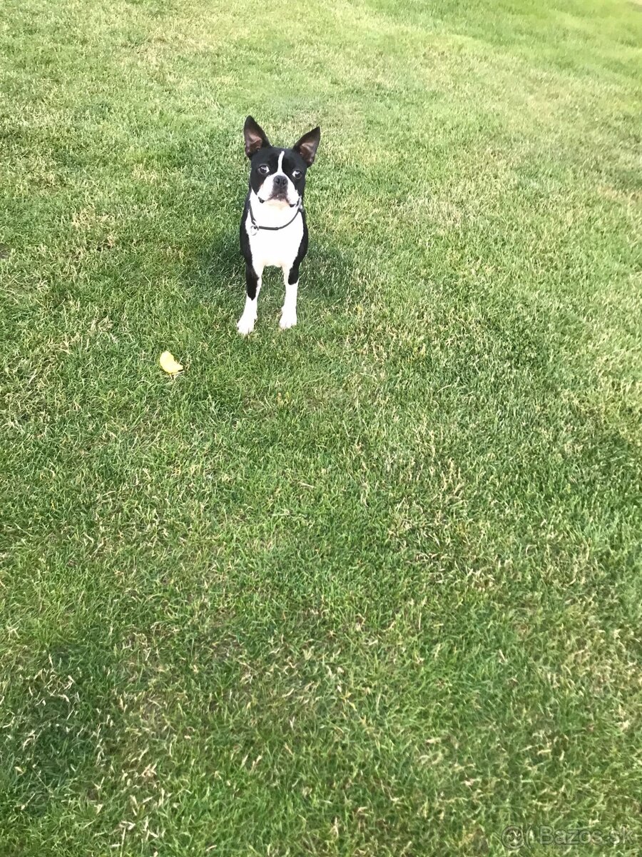 Boston,Bostonský teriér,Boston Terrier s PP