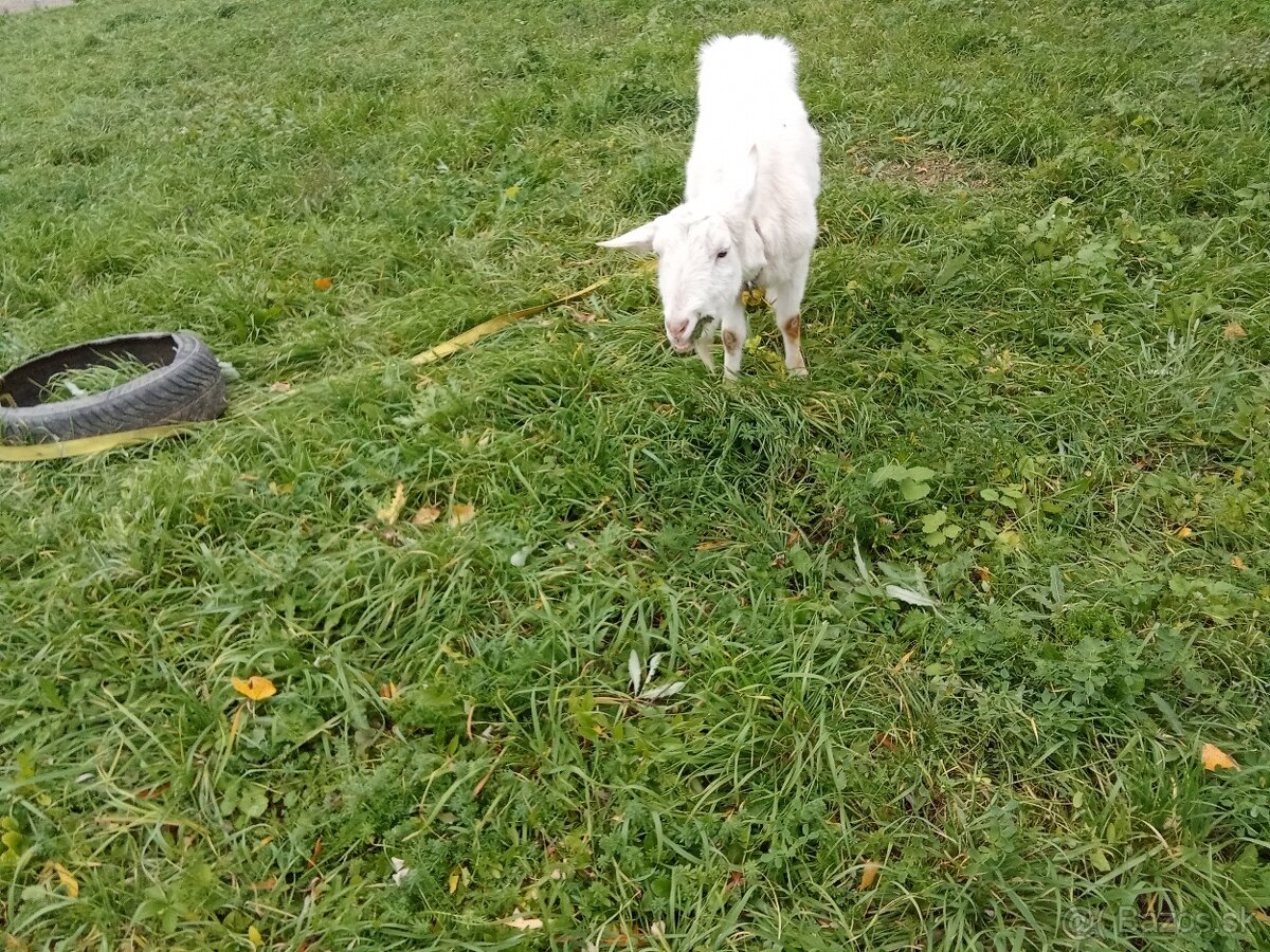 Predám alebo vymením kozu