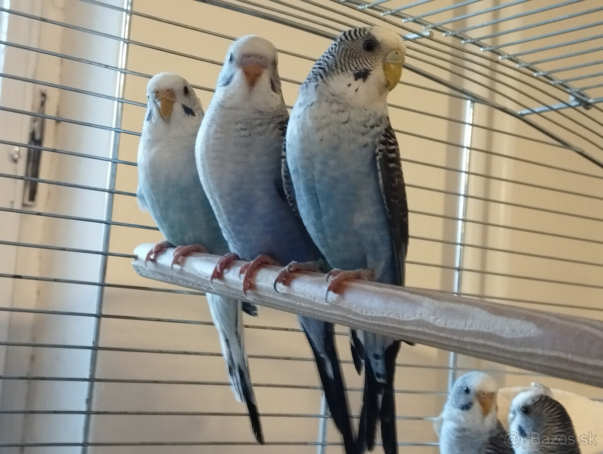 predám andulky čiernokrídle