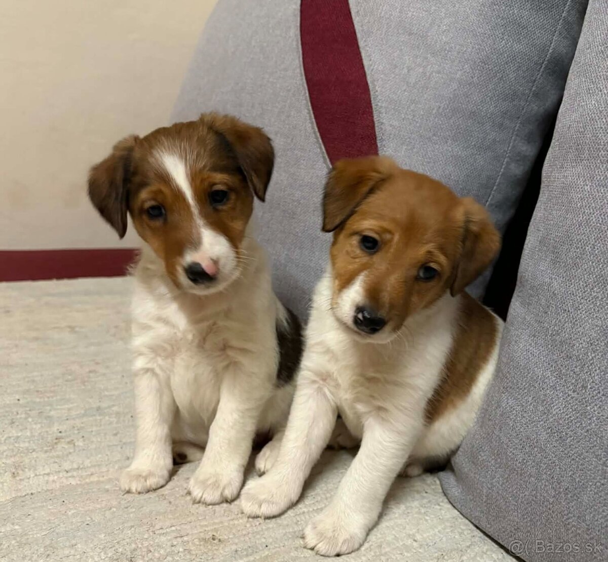 Hladkosrsty foxterier