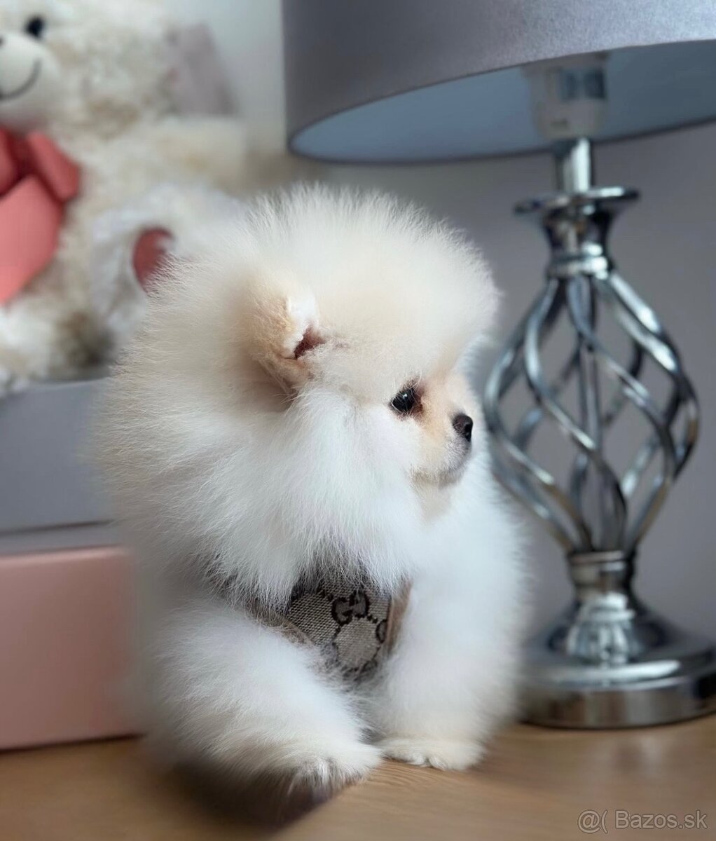 Pomeranian Exclusive
