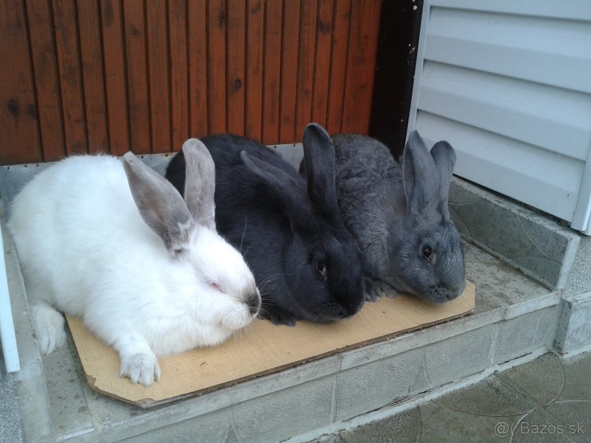 11 mesačne pripustene samice na predaj