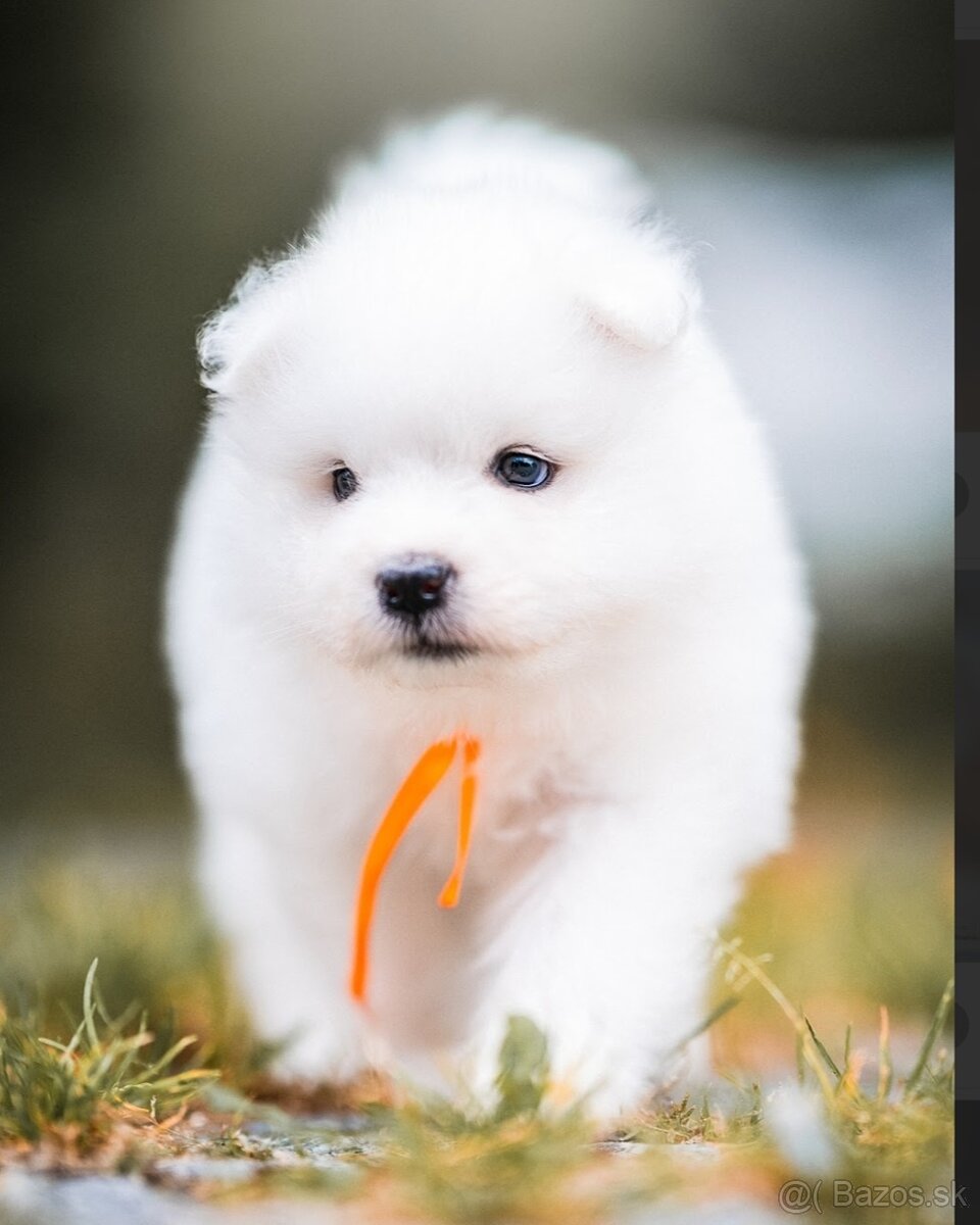 Samojed