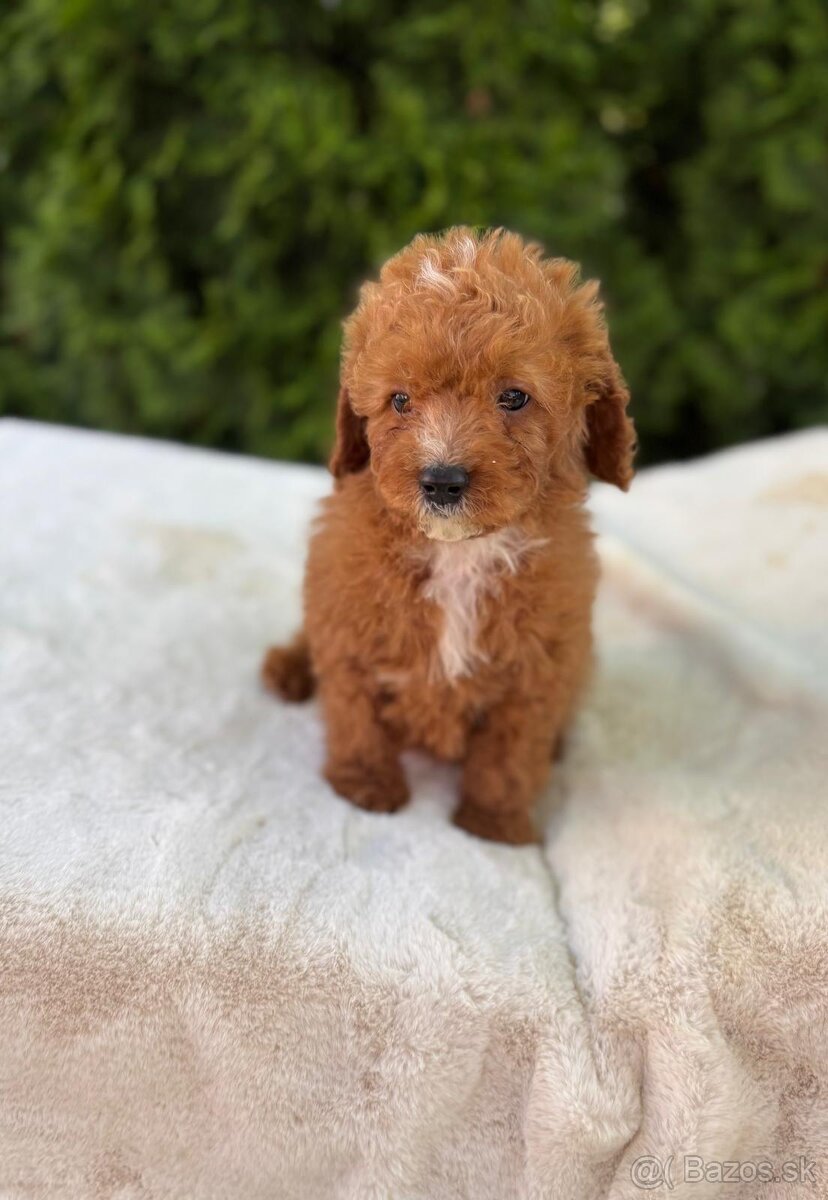 Cavapoo psik