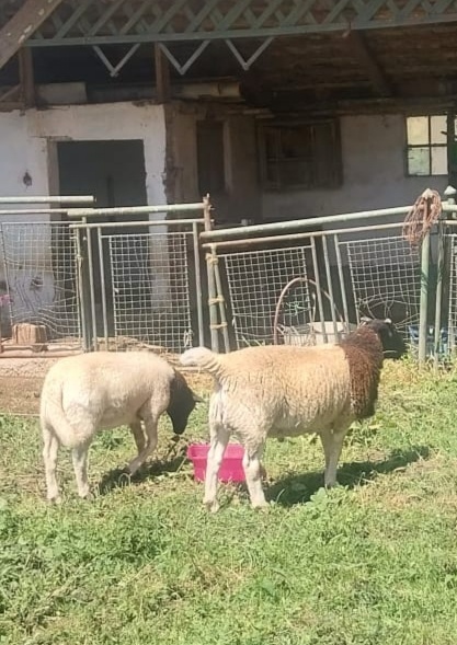 Predám barana
