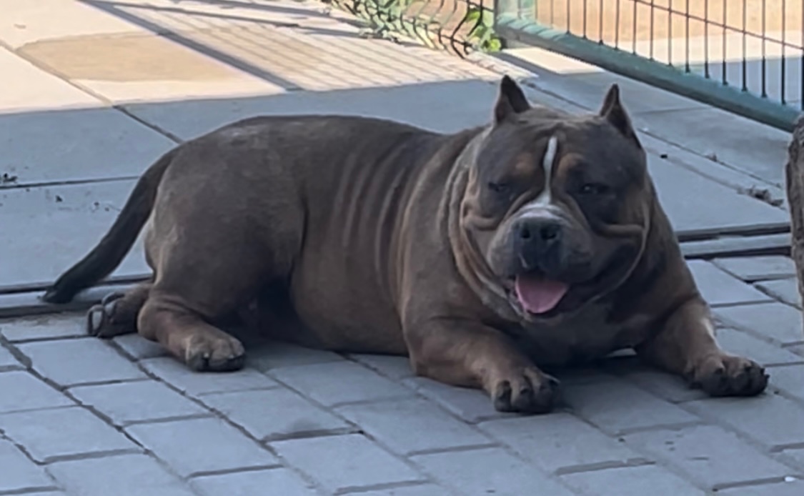 AMERICAN BULLY pocket