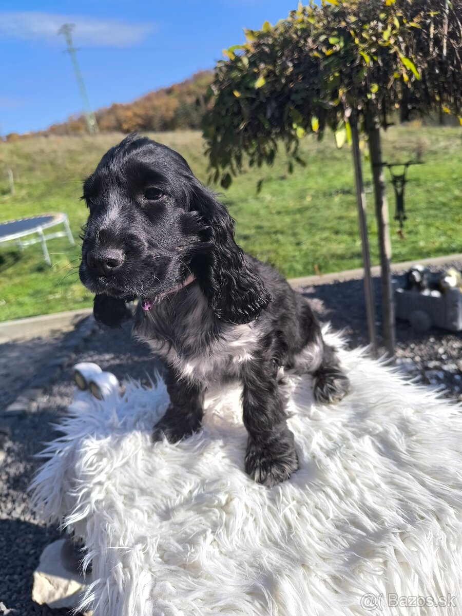 Anglický kokeršpaniel šteniatko