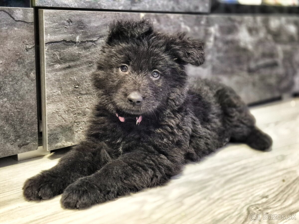 Nemecký ovčiak šteniatka