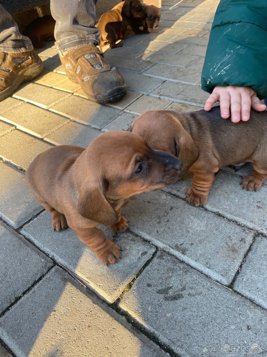 Psi jazvečík krátkosrstý