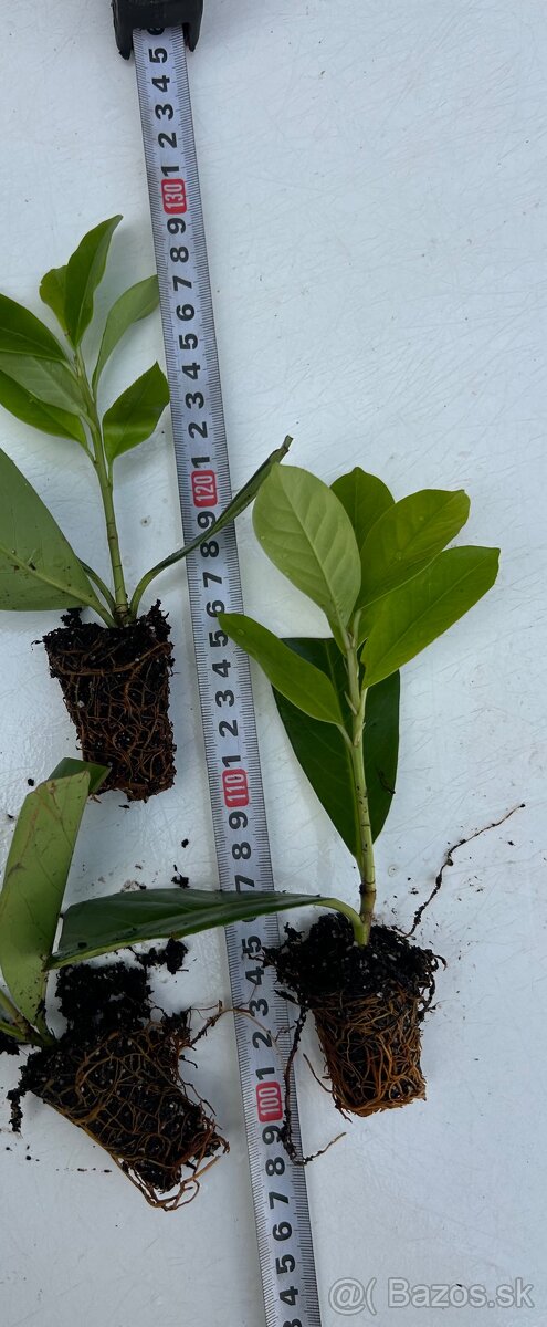 Vavrinovec lekarsky novita živy plot