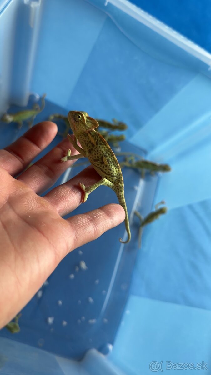 Chameleon jemensky