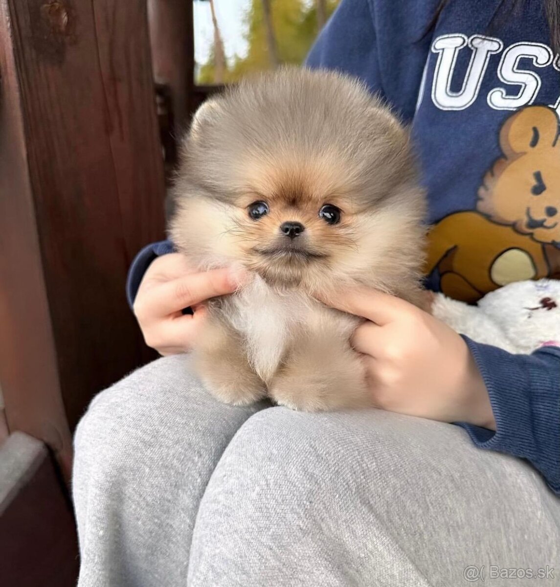 Pomeranian mini