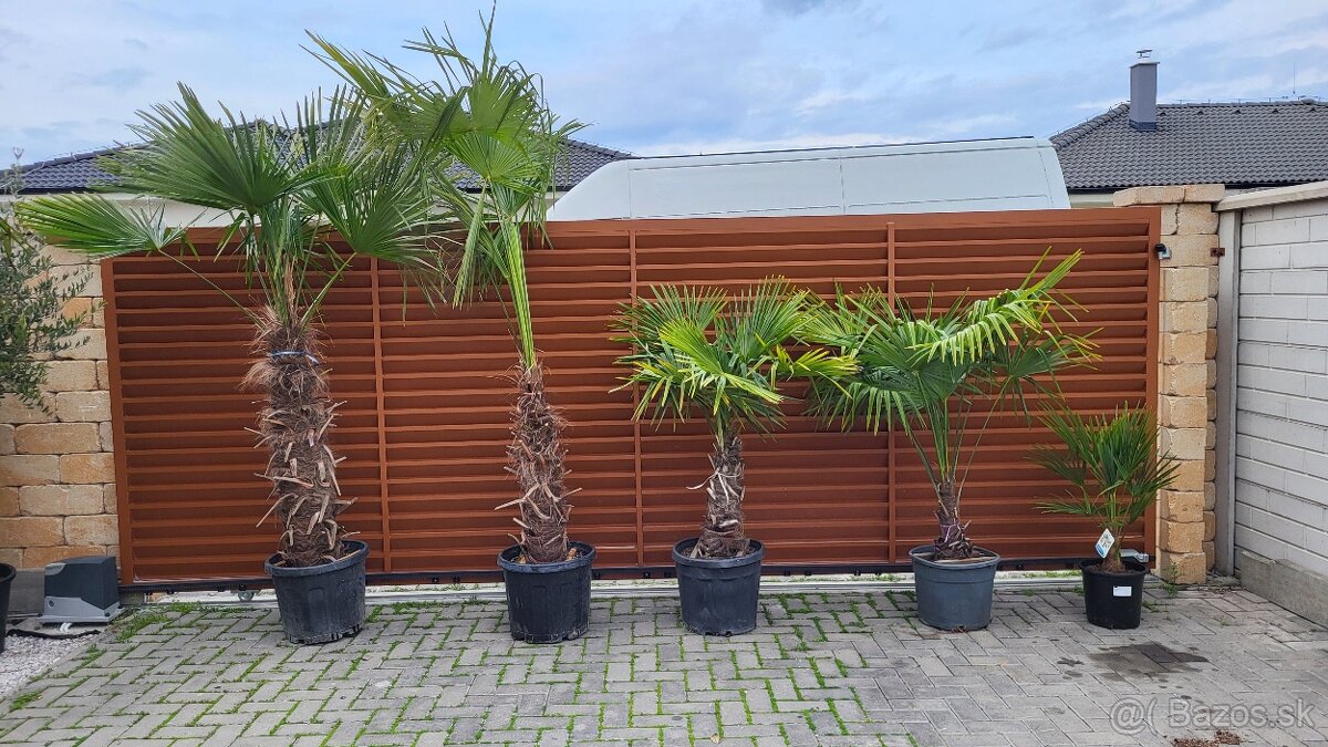 Trachycarpus Fortunei
