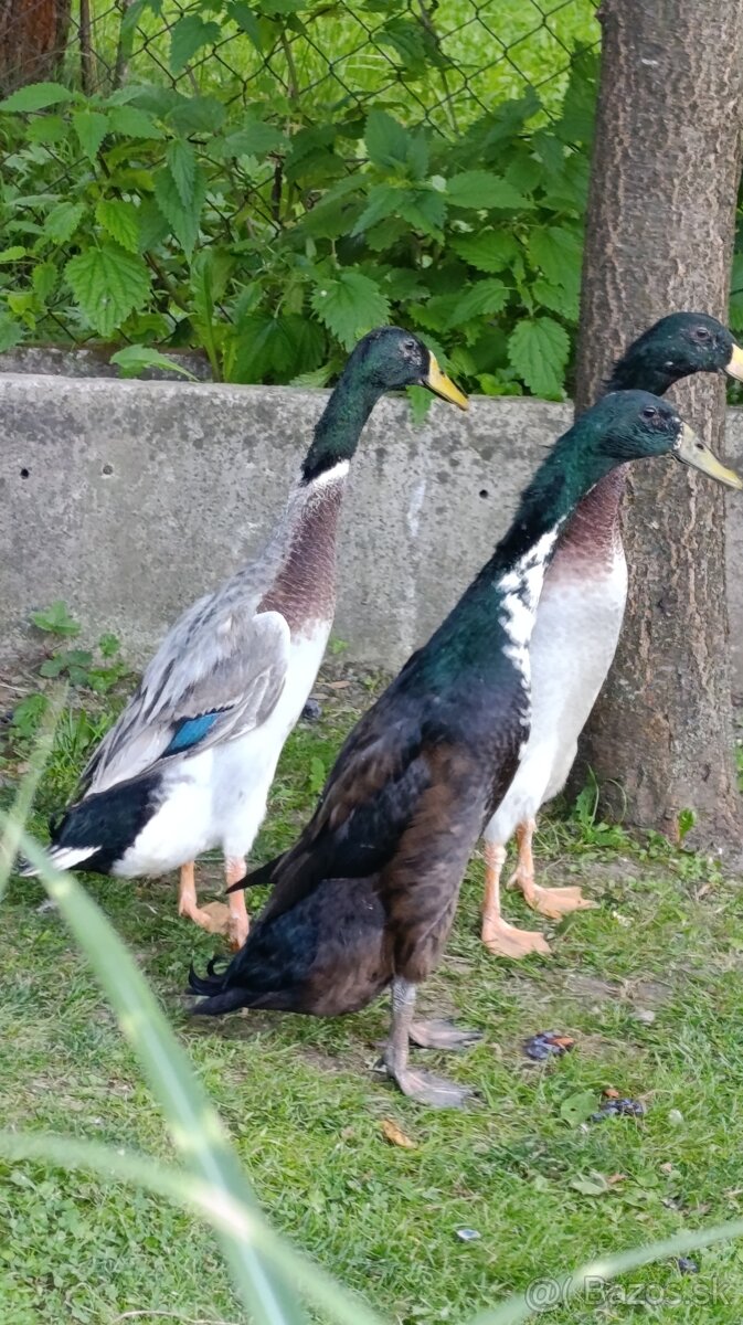 Káčer indický bežec
