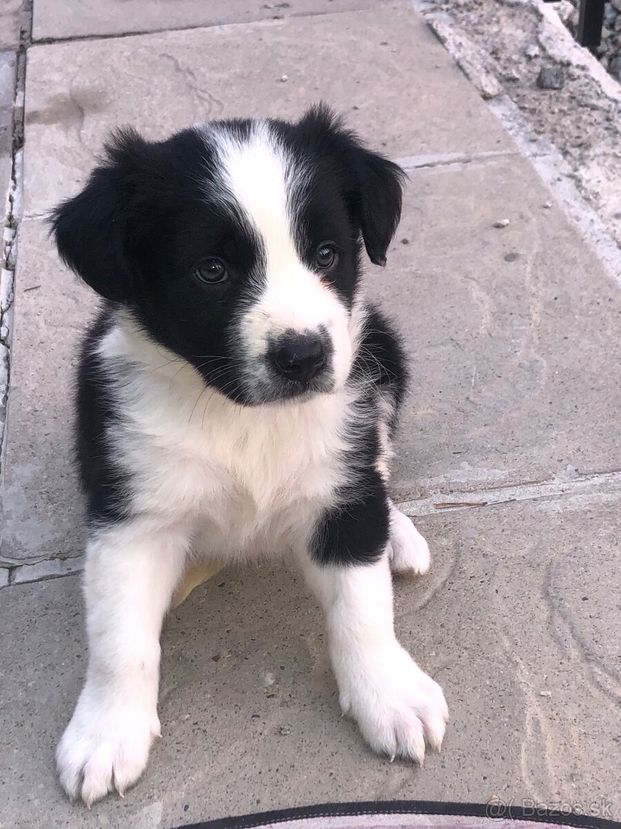 Predávam tohto krásneho psíka