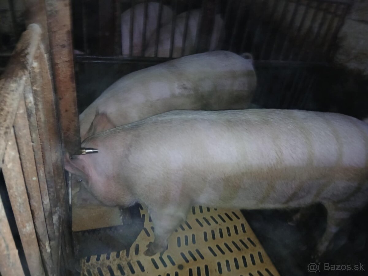 Jatočná ošípaná