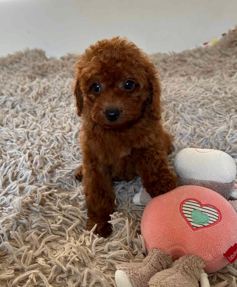 Dark Red Poodle girls pudel pudlik pudl