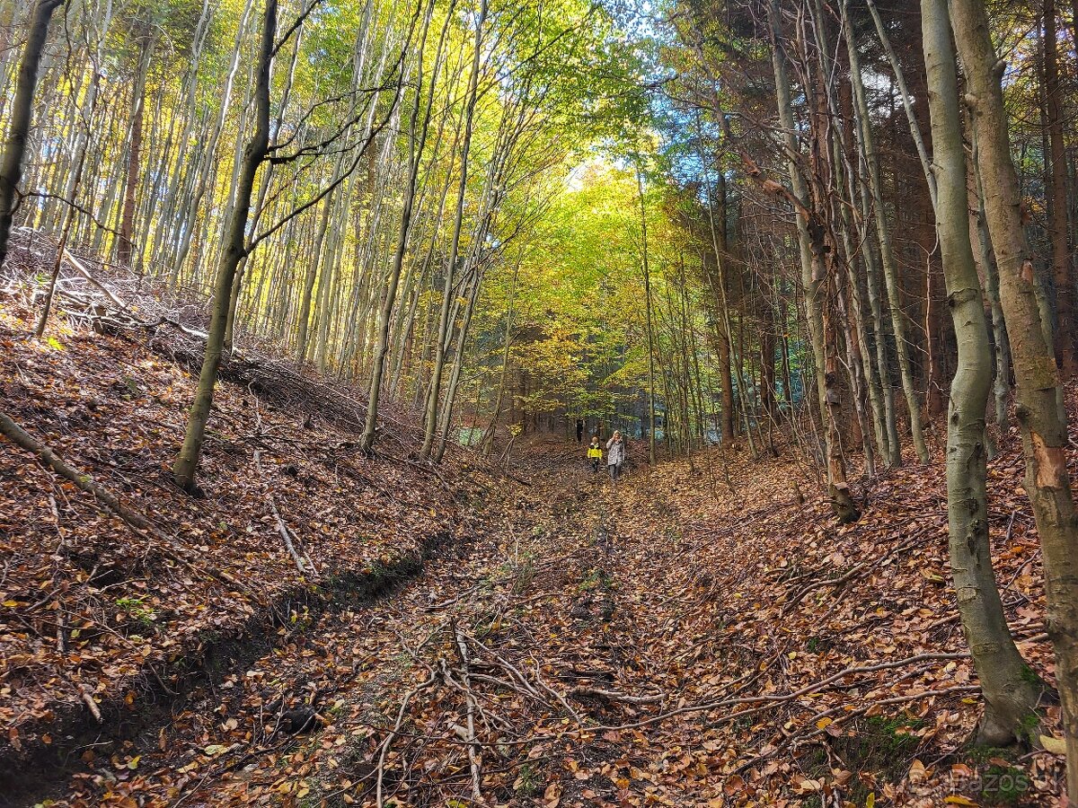 Vymením 3,8 ha lesného pozemku za ornú pôdu