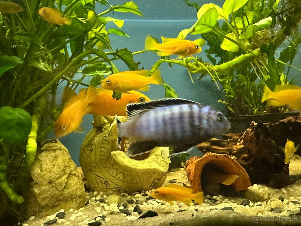 Predám Cichlidy - Pseudotropheus saulosi - Vlastný chov