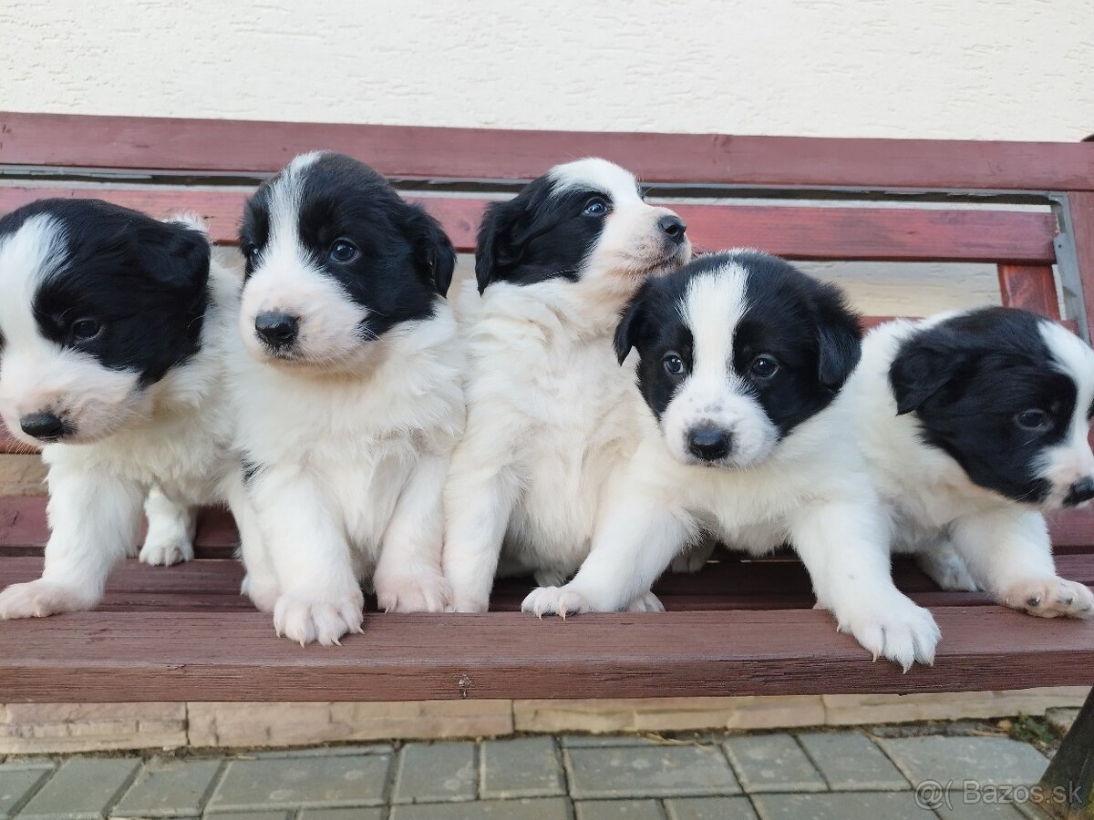 Šteniatka border kólia