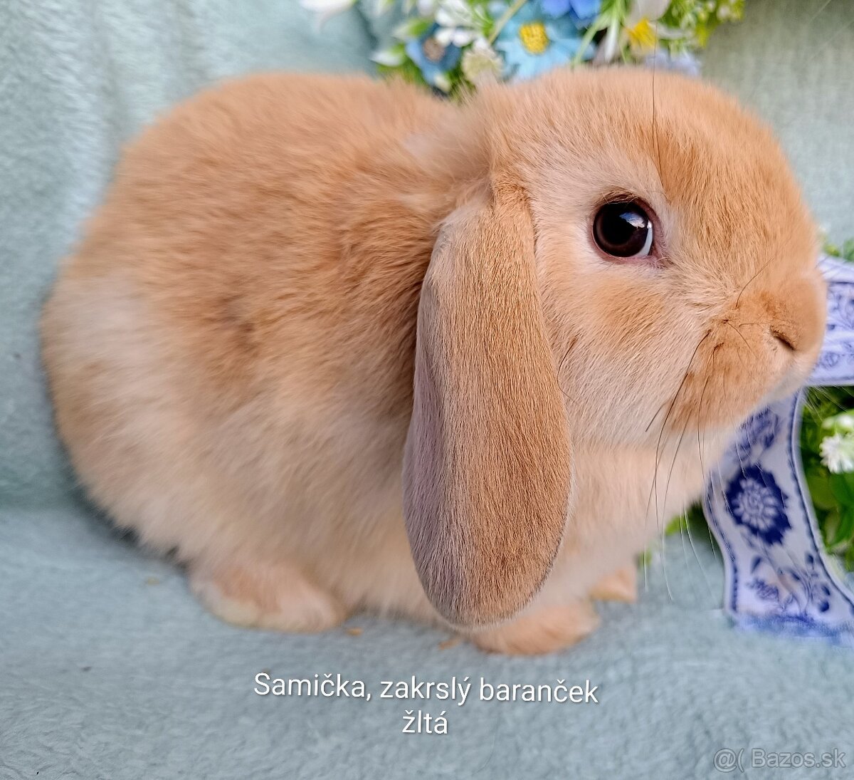 Zakrslý baranček s VP samička žltá