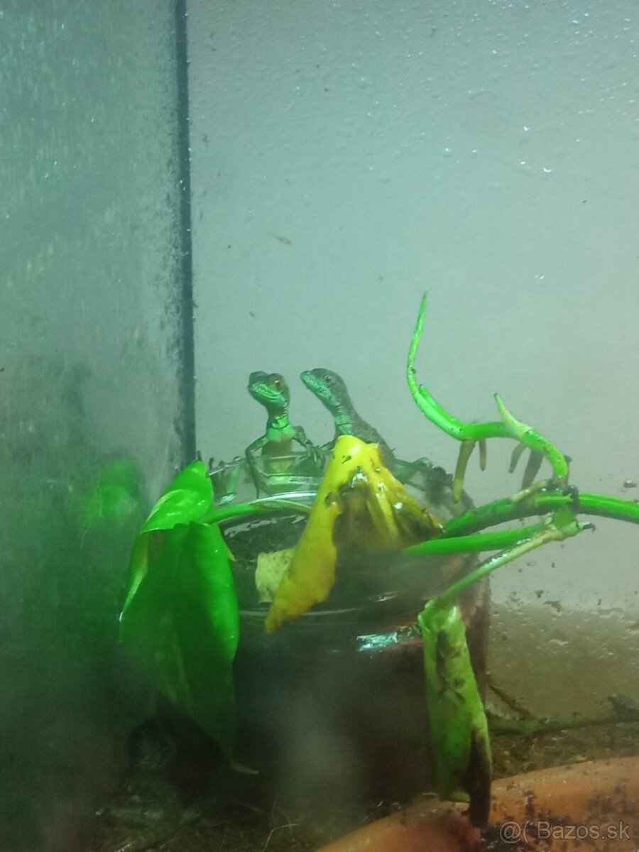 Predám mláďatá baziliška zeleného