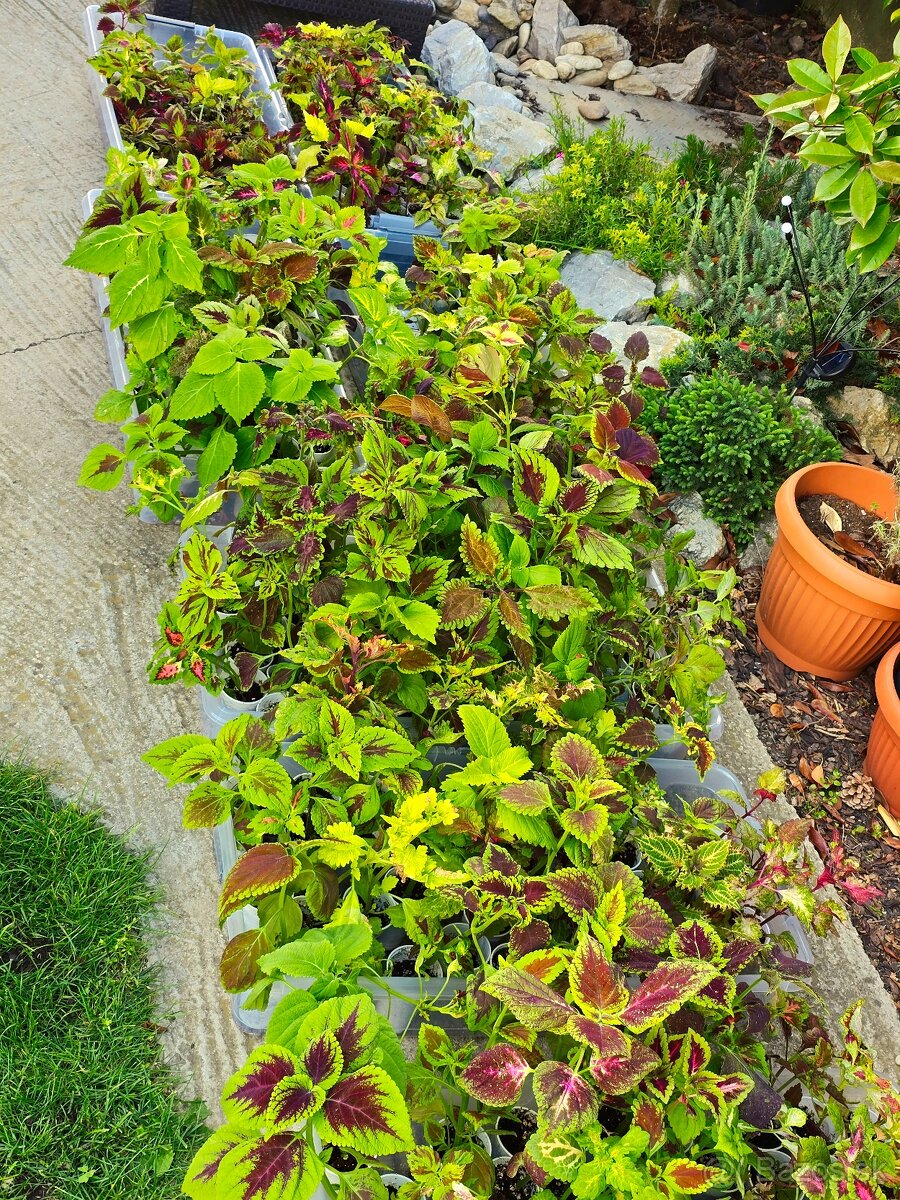 Koleus coleus africká okrasná žihľava