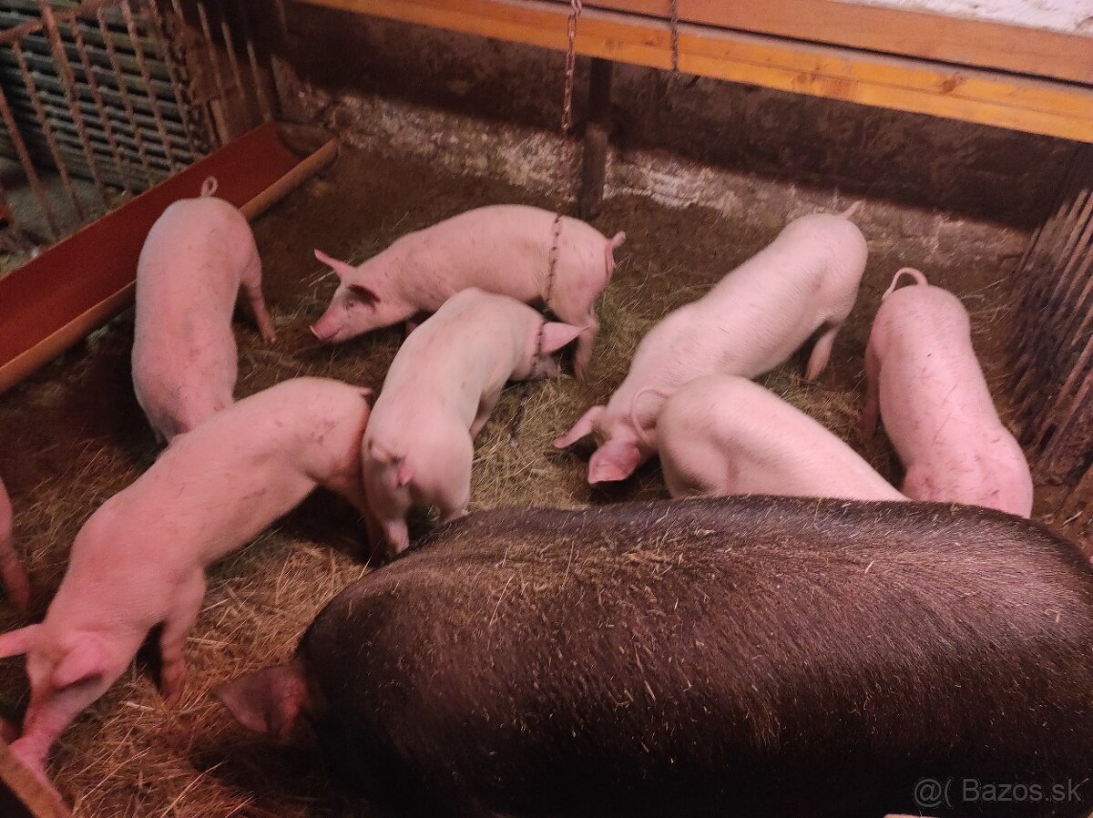 Odstavčata