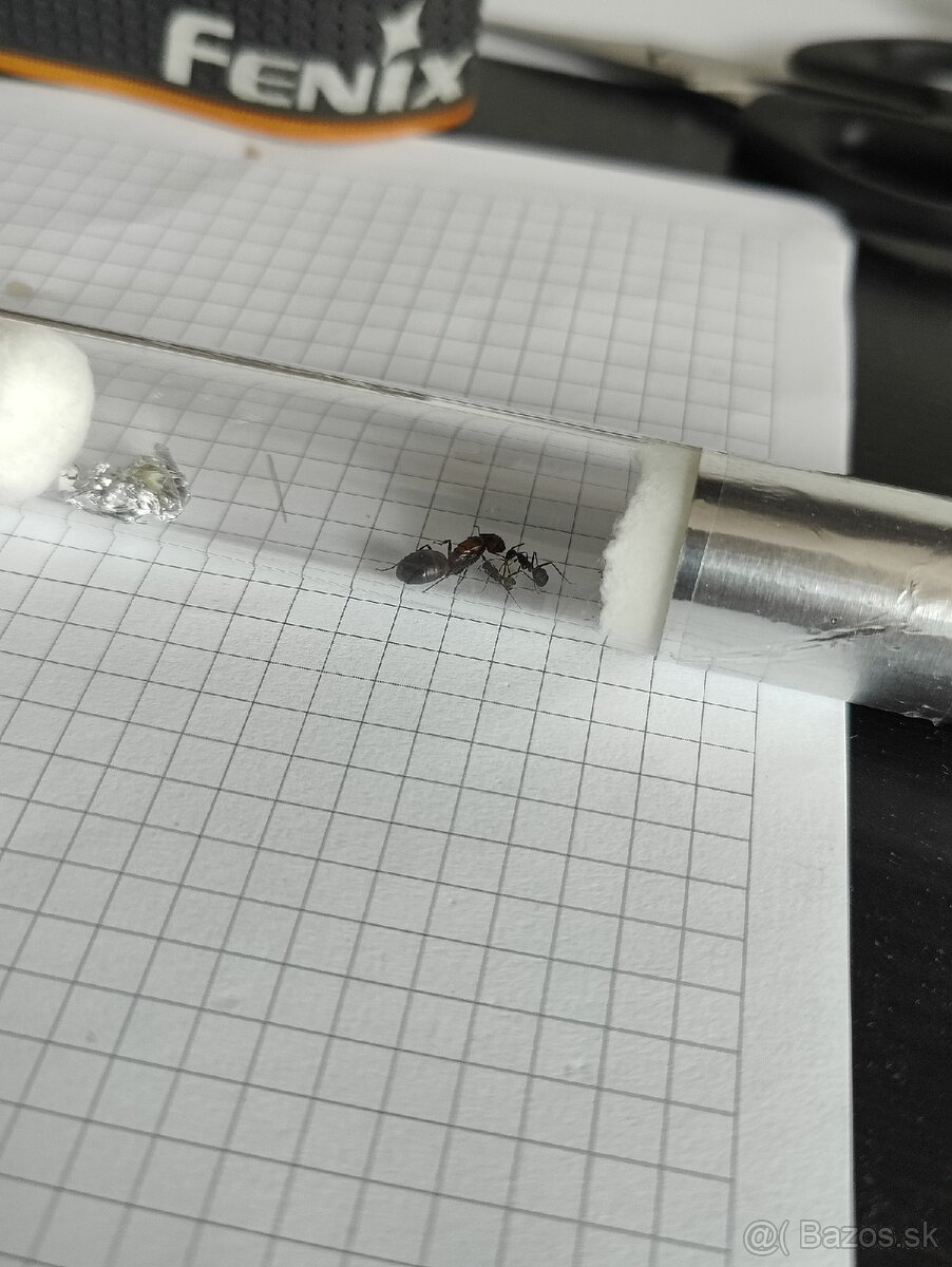 Predám kolóniu mravcov Camponotus nicobarensis