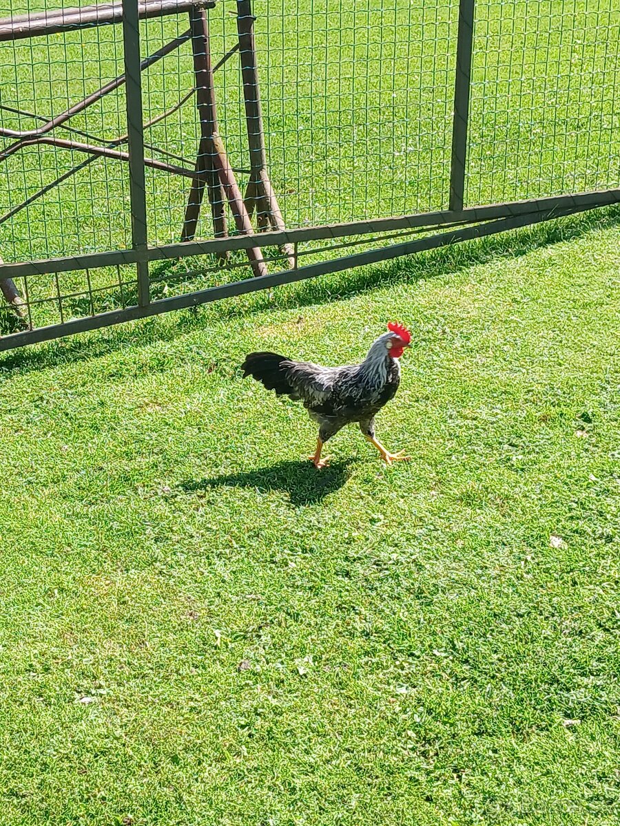 Kohút vlaška jarabičia