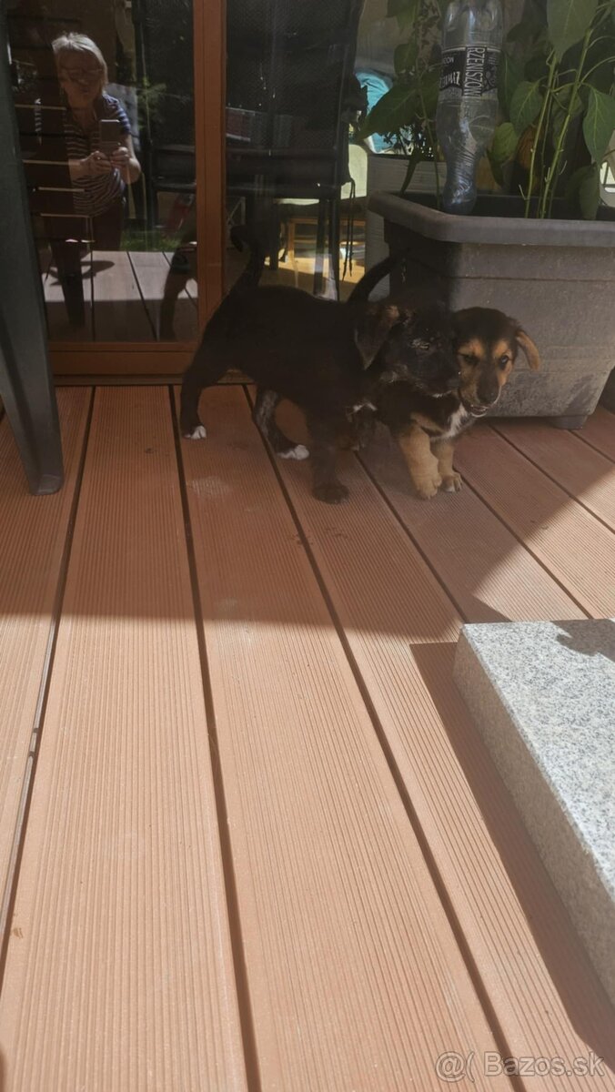 Šteniatko si hľada ten najlepší domov