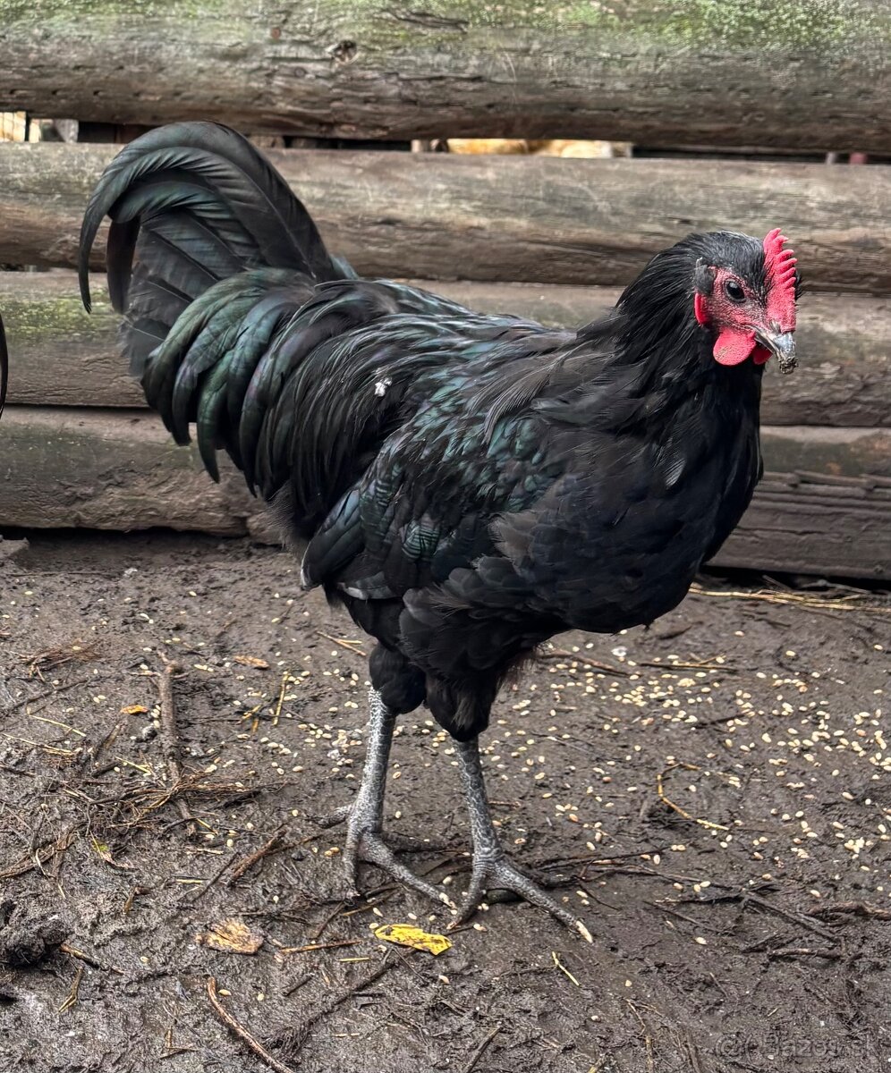Australorp kohút