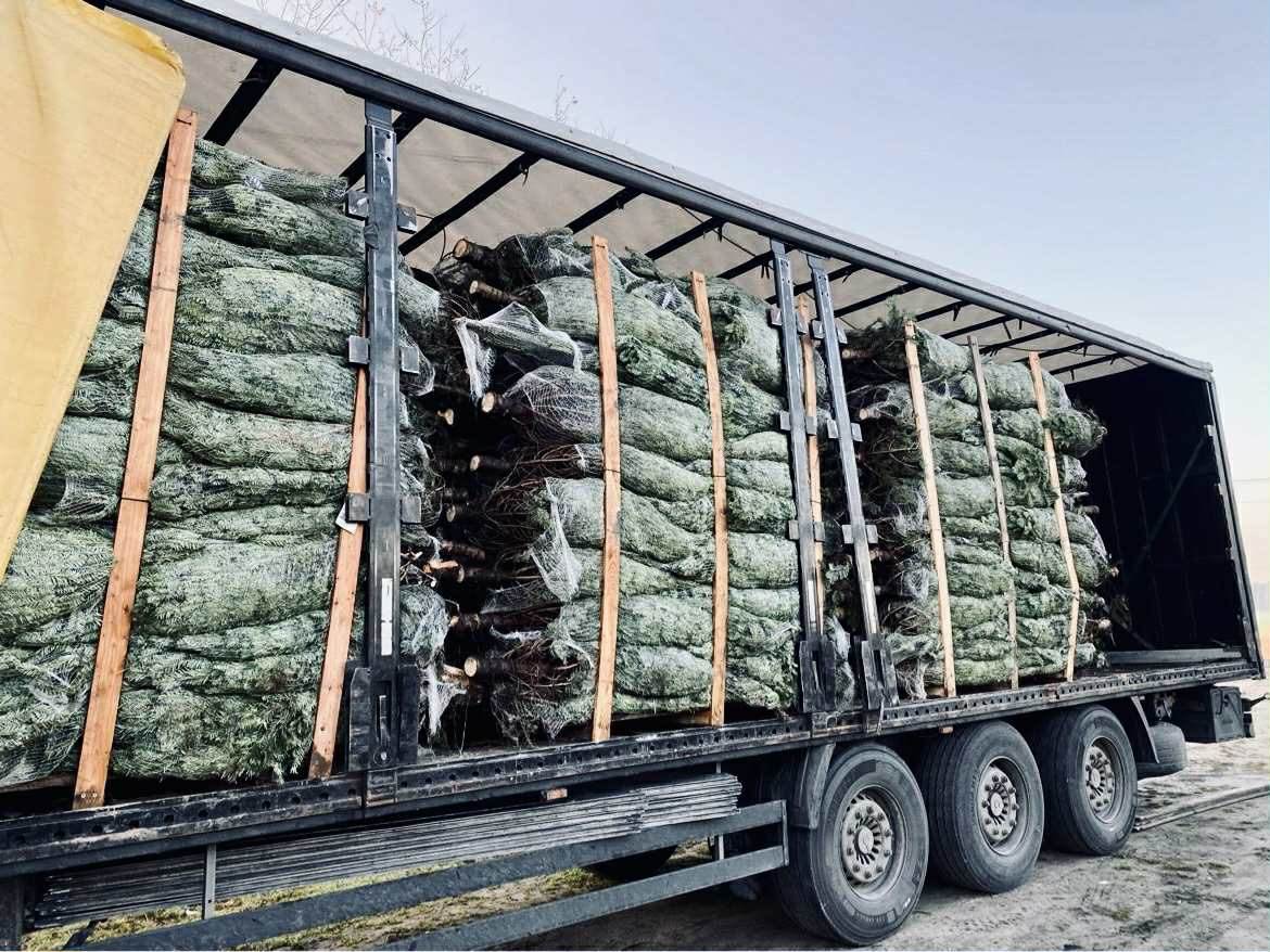 Kaukazská jedľa 1,70-2,00 smrek vianočné stromčeky