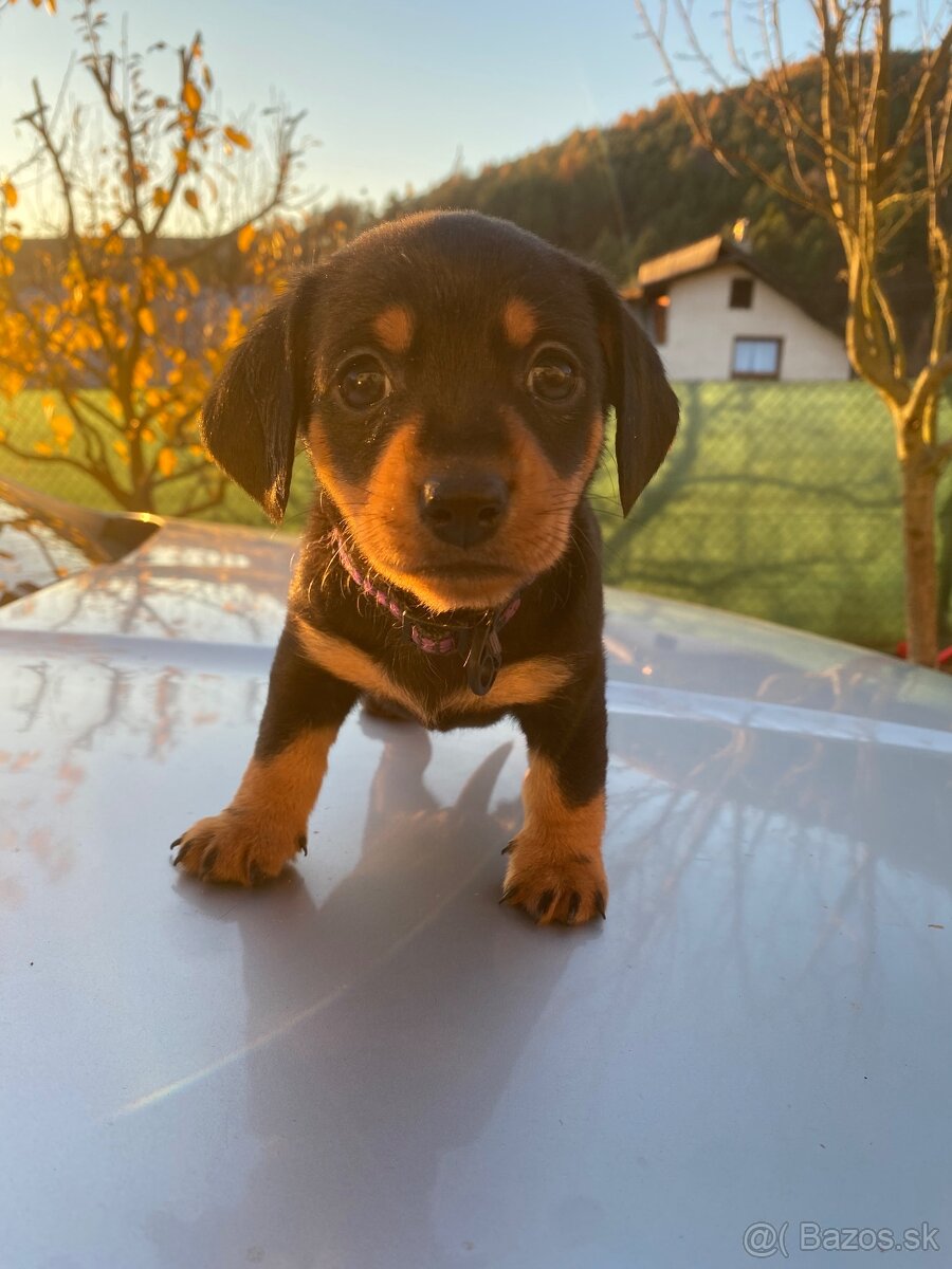 Jazvečík krátkosrstý