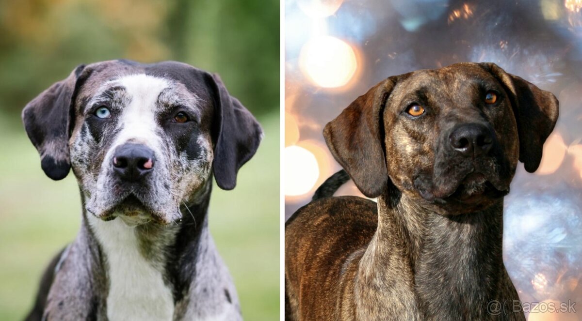 Louisianský leopardí pes Catahoula s PP