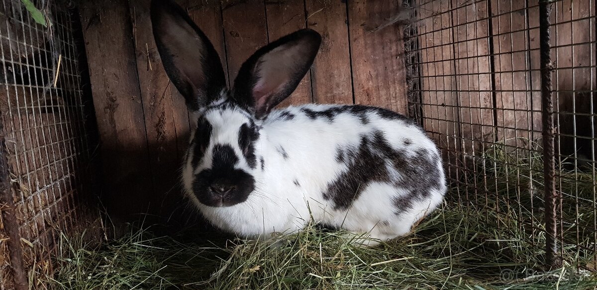 Králik
